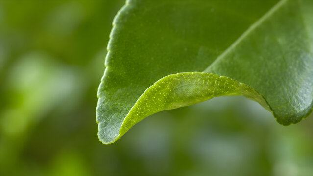 Macro shot of a fresh green kaffir lime leaf in a garden