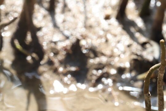 Mangrove Roots and Mudflats: An abstract close-up reveals the intricate network of mangrove roots partially submerged in shallow, sun-dappled mudflats, hinting at a complex coastal ecosystem.