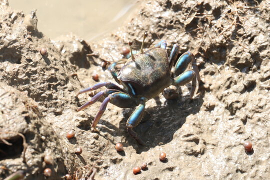Fiddler Crab in Mudflats: A vibrant fiddler crab, distinguished by its striking blue claws, scuttles across muddy terrain, amidst a scattering of small, round shells, under the bright daytime sun.