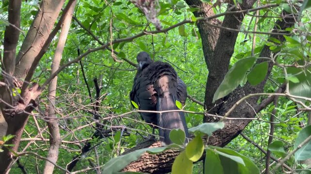 Plain Chachalaca cleaning his feathers on a branch of a tree in the green wild nature