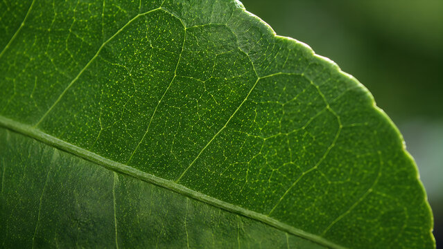 Close up of a green kaffir lime leaf with detailed veins and texture
