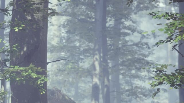 Fog lingers among tall trees in a forest. Sunlight filters through branches. Only sounds of leaves rustling can be heard. The scene shows a natural setting in the morning.