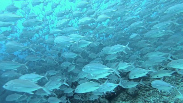 Thousands of tuna fish shimmer and swirl in magnificent, living school. They move gracefully through crystal-clear, sun-drenched waters of vast ocean, creating dynamic tapestry near rocky seabed.