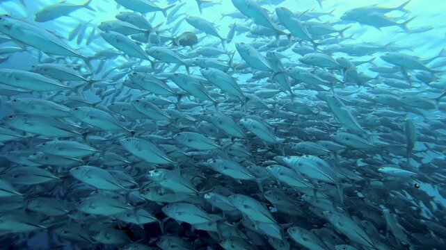 Witness an immense school of tuna fish performing a mesmerizing aquatic ballet in the vibrant blue depths of the ocean. These sleek silver creatures glide in perfect harmony under the gentle sun.