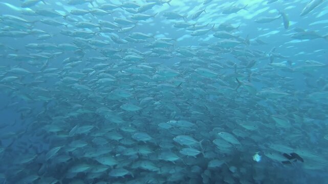 Witness a magnificent school of tuna fish performing an exquisite synchronized ballet in the vast azure depths of the open ocean.