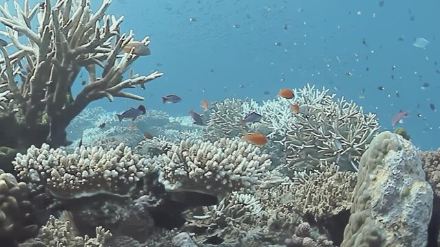 Brightly colored fish dart through crystal-clear waters as lush coral gardens sway gently in ocean current. Experience beauty and diversity of marine life in Fiji's breathtaking underwater world.