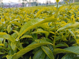 tea plant (Camellia sinensis) leaves in the morning © Elnas