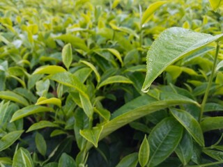 tea plant (Camellia sinensis) leaves in the morning © Elnas