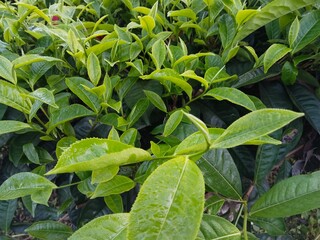 tea plant (Camellia sinensis) leaves in the morning © Elnas
