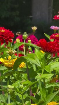 Hummingbird Feeding on Vibrant Zinnia Flowers in a Lush Garden
