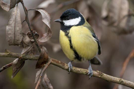 Great tit (Parus major) sitting on a branch in winter, Germany