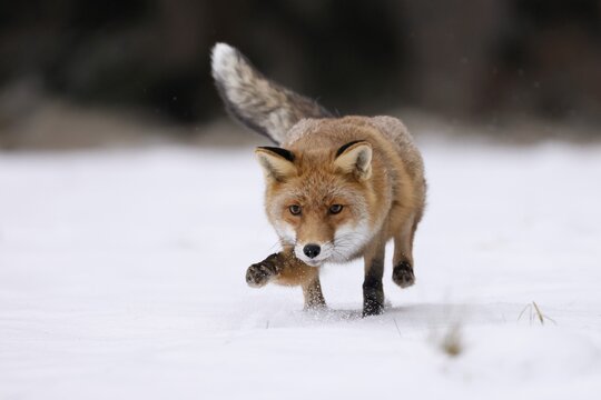 Red fox (Vulpes vulpes) running in a snowy meadow, Czech Republic