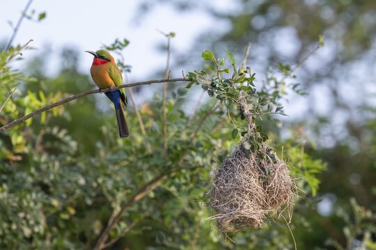Red-throated Bee-eater (Merops bulocki) sitting at its nest on a branch, Murchison Falls NP, Uganda