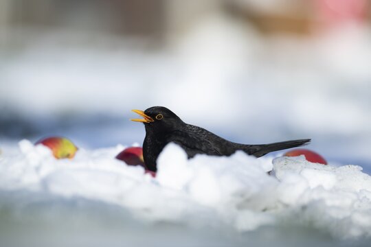 Eurasian blackbird (Turdus merula) adult male garden bird feeding on apples on a snow covered lawn in winter, England, United Kingdom