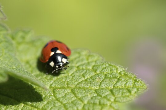 Seven-spot ladybird or Ladybug (Coccinella septempunctata) adult insect on a Red dead nettle plant in spring, England, United Kingdom