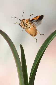 Eurydema ornata (Eurydema ornata), in flight, on caper spurge (Euphorbia lathyris), Germany