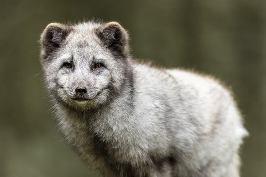 A close-up of an arctic fox (Alopex lagopus)