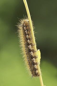 Drinker moth (Euthrix potatoria), caterpillar, North Rhine-Westphalia, Germany