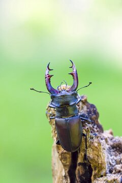Stag beetle (Lucanus cervus), male on dead wood, Middle Elbe Biosphere Reserve, Saxony-Anhalt, Germany