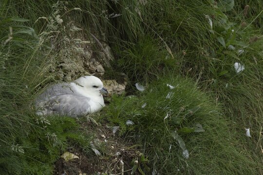 Northern fulmar (Fulmarus glacialis) adult seabird bird on a nest on a cliff, RSPB Bempton cliffs nature reserve, Yorkshire, England, United Kingdom