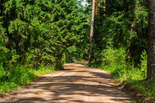 Sandy forest trail winding through lush dense woodland, vibrant green pine trees casting long shadows on a sunlit dirt road in a quiet peaceful wilderness summer setting