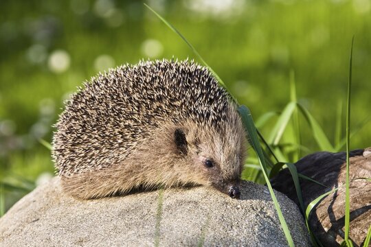 Hedgehog (Erinaceus europaeus), in the garden, Upper Bavaria, Germany
