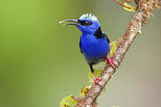 Red-legged honeycreeper (Cyanerpes cyaneus) perched on branch, Costa Rica