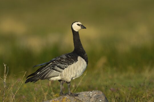 Barnacle Goose (Branta leucopsis) in meadow, Ramsvik, Sweden