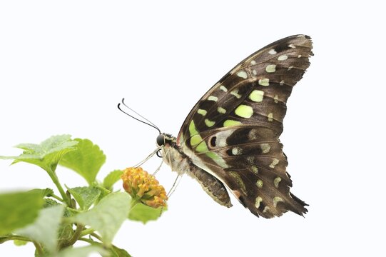 Curved jay (Graphium agamemnon, Papilio agamemnon) against a white background, captive, occurring in Asia and Australia