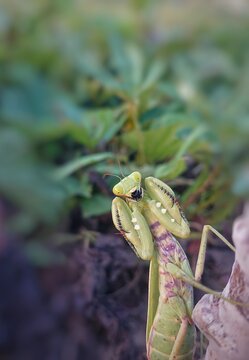 A detailed close-up of a praying mantis feeding on a captured insect in the wild. The soft natural bokeh emphasizes the mantis' unique appearance, sharp forelegs, and predatory instincts in a peaceful