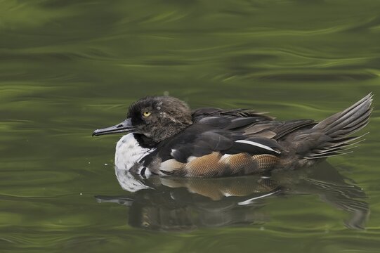Hooded Merganser (Lophodytes cucullatus), male, occurrence in North America, captive escapee, North Rhine-Westphalia, Germany