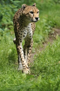 Sudan cheetah (Acinonyx jubatus soemmeringii), captive, walking, Germany