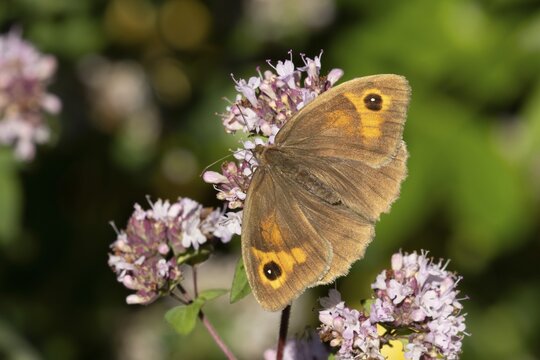 Meadow brown butterfly (Maniola jurtina) adult insect feeding on a garden purple Wild marjoram or Oregano flower in summer, England, United Kingdom