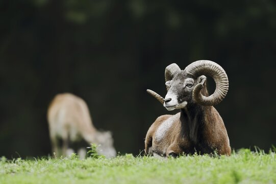 European mouflon (Ovis gmelini musimon, Ovis orientalis musimon), ram, Saxony, Germany