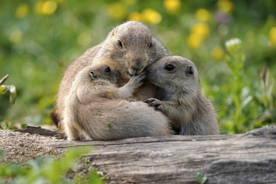 Black-tailed Prairie Dog (Cynomys ludovicianus) young with adult at burrow, Germany