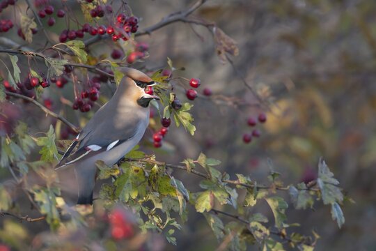 Waxwing (Bombycilla garrulus) adult bird feeding on a Hawthorn berry in a hedgerow, Norfolk, England, United Kingdom