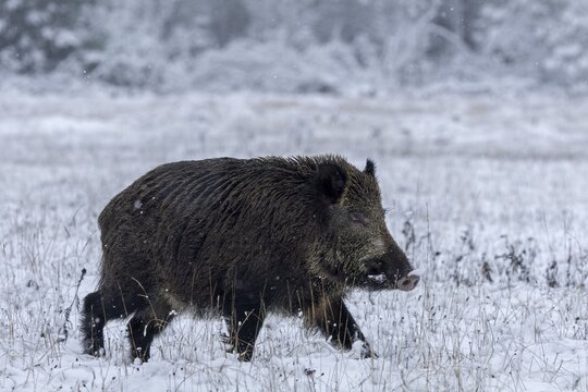 While the wild boar (Sus scrofa) crosses a forest meadow, it seems to be watching something in the neighbouring spruce forest, early winter, winter, snow, cold, mating season, November, Denmark