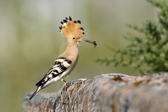 Hoopoe (Upupa epops) sitting with food, wildlife, Rhineland-Palatinate, Germany