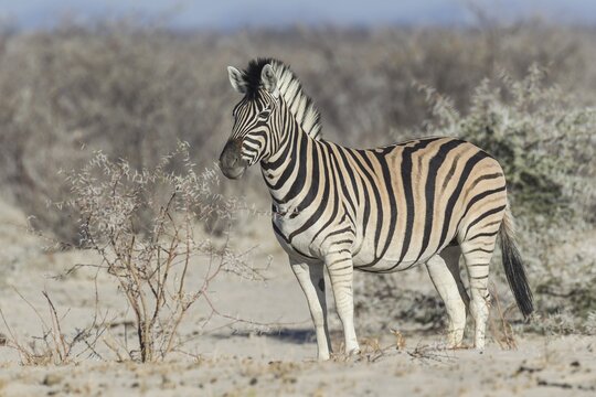 Plains Zebra (Equus quagga), Etosha National Park, Namibia