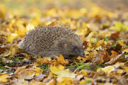 European hedgehog (Erinaceus europaeus) adult animal on a garden lawn with fallen autumn leaves, England, United Kingdom