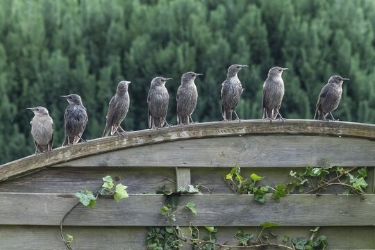 Common starling (Sturnus vulgaris), young birds sitting on a garden fence, Lower Saxony, Germany