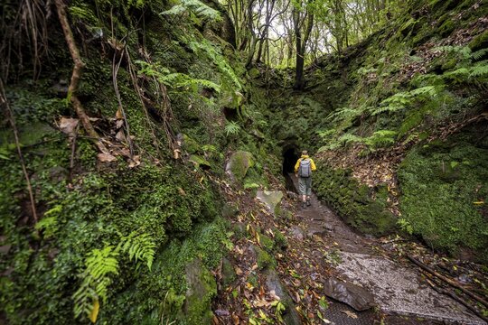 Hiker on a hiking trail, entrance to a tunnel, in dense forest with ferns and moss, Levada do Caldeir&atilde;o Verde, Parque Florestal das Queimadas, Madeira, Portugal