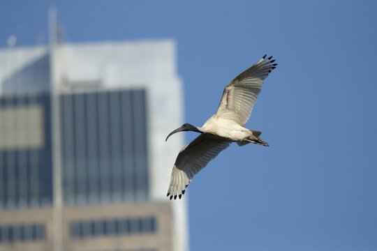 Australian white ibis (Threskiornis molucca) flying with buildings in the background, Sydney, New South Wales, Australia