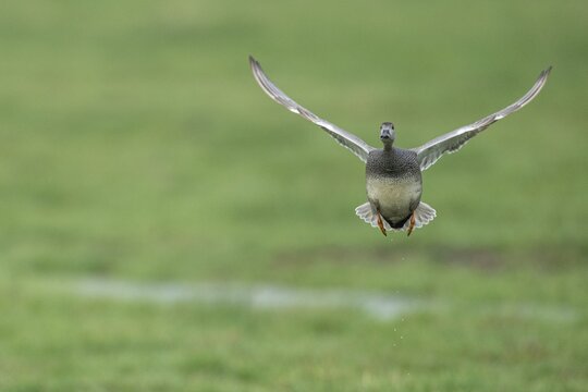 Gadwall (Mareca strepera) in flight, D&uuml;mmer, Lembruch, Lower Saxony, Germany