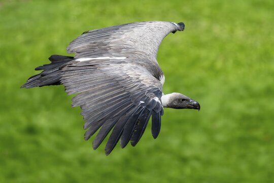 Griffon vulture (Gyps fulvus) in flight, Germany