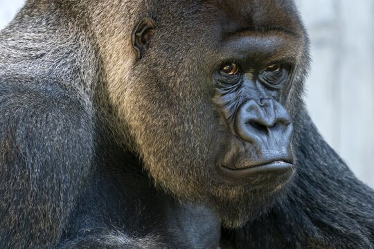 Plain gorilla ( Gorilla gorilla, gorilla) , silverback, animal portrait, Germany