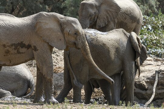 Desert elephants (Loxodonta africana) taking a mud bath in the Hoarusib dry river, Kaokoveld, Kunene region, Namibia