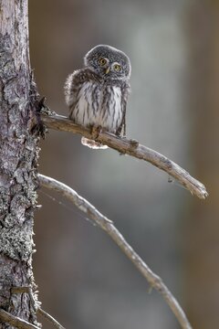 Pygmy Owl (Glaucicium passerinum), sitting on the branch of a tree, Pirchner Ast, Schwaz, Tyrol, Austria