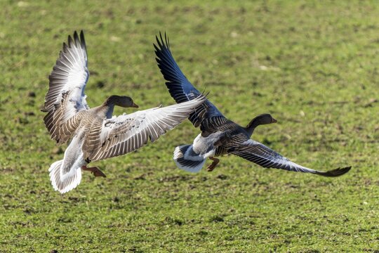 Two geese preparing to land on the meadow, grey goose (Anser anser), wildlife, Germany