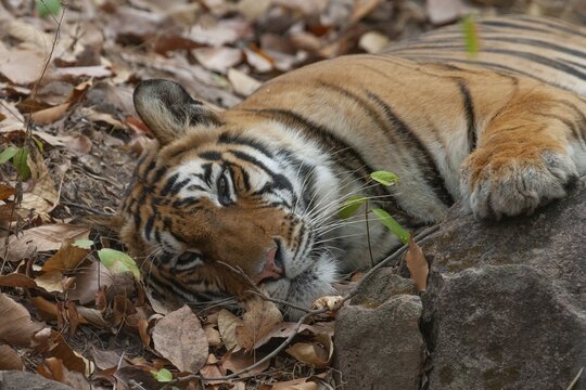 Bengal tiger (Panthera tigris tigris) adult resting in a forest, Bandhavgarh, Madhya Pradesh, India